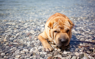Ferienwohnung mit Hund an der Adria
