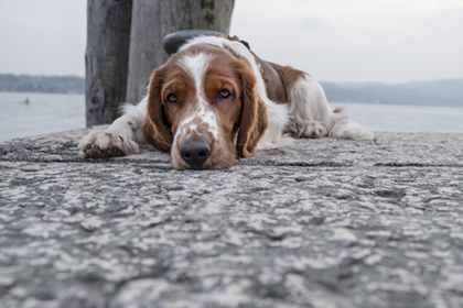 Ferienwohnung mit Hund in Breskens, Zeeland