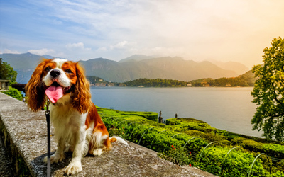 Ferienwohnung mit Hund am Comer See