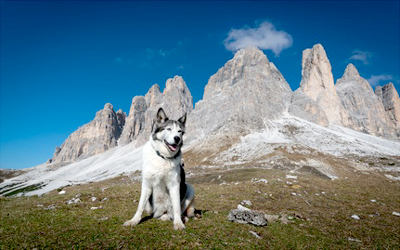 Ferienwohnung mit Hund in den Dolomiten