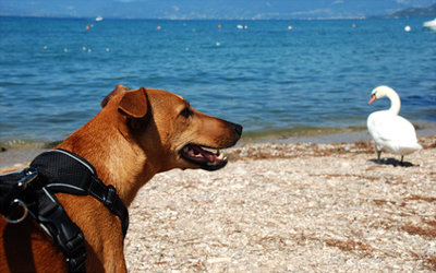 Ferienwohnung mit Hund am Gardasee