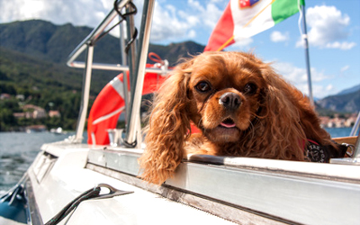 Ferienwohnung mit Hund am Lago Maggiore