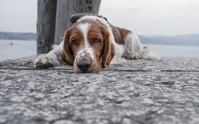 Ferienwohnung mit Hund am Luganersee