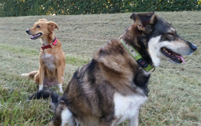 Ferienwohnung mit Hund im Montafon