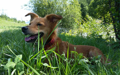 Ferienwohnung mit Hund im Paznauntal