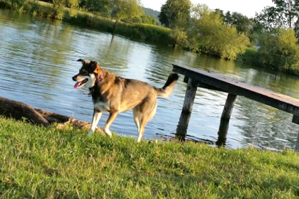 Ferienwohnung mit Hund am Gardasee