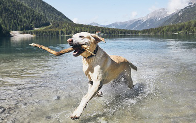 Ferienwohnung mit Hund in Südtirol