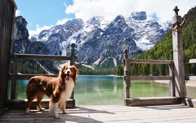 Ferienwohnung mit Hund in Trentino