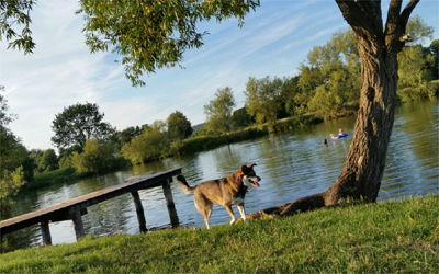 Ferienwohnung mit Hund am Wofgangsee